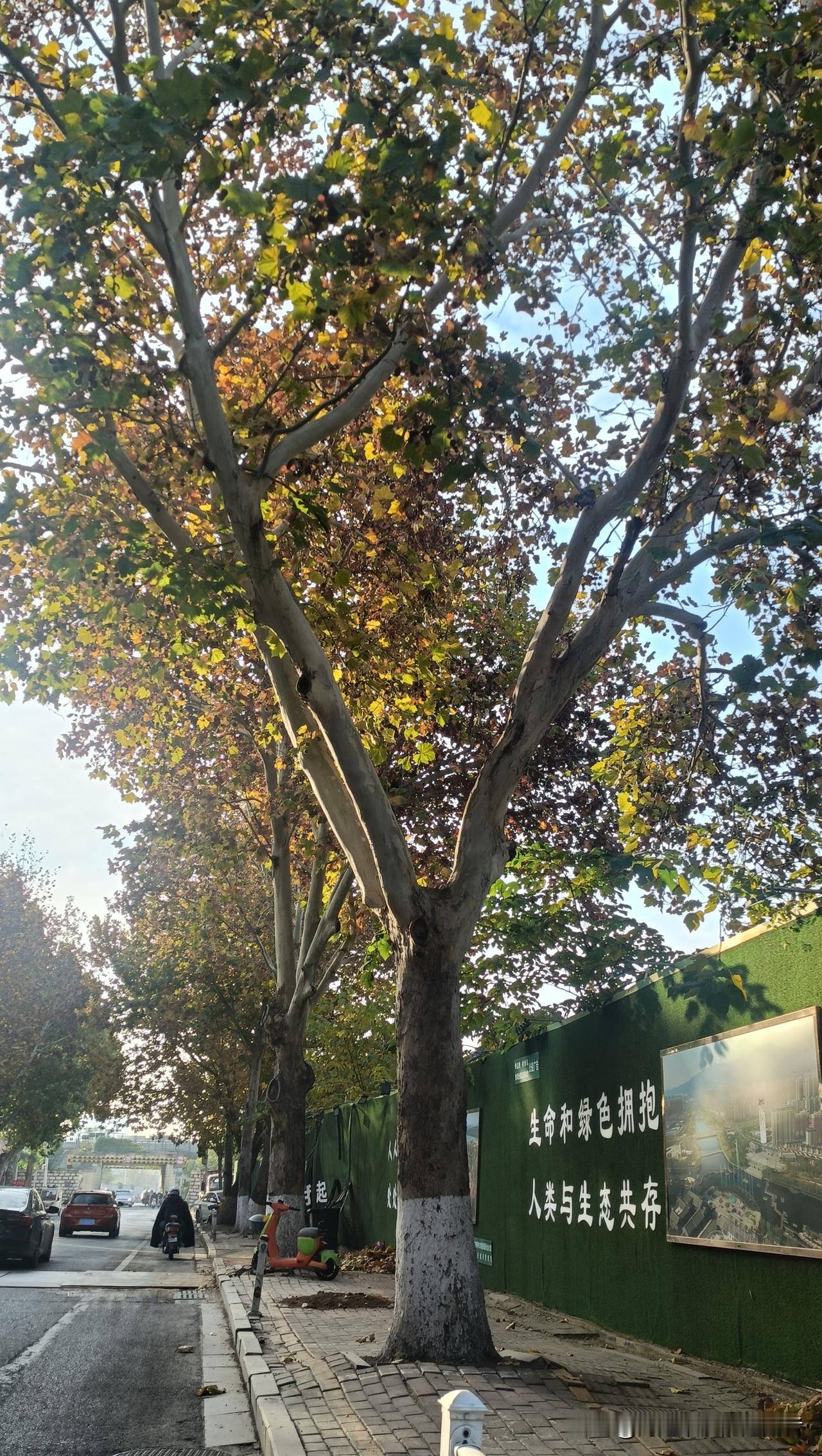 看看我拍的马路边上的树