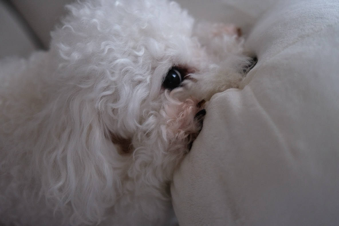 佐藤楓「わたしのベイマックスなんだけどねえ…とってもとっても愛おしい。🐶