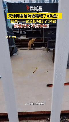 万物皆有灵！近日天津，男子钓完鱼回家时看到路边有只流浪猫，便投喂了4条小鱼，没想