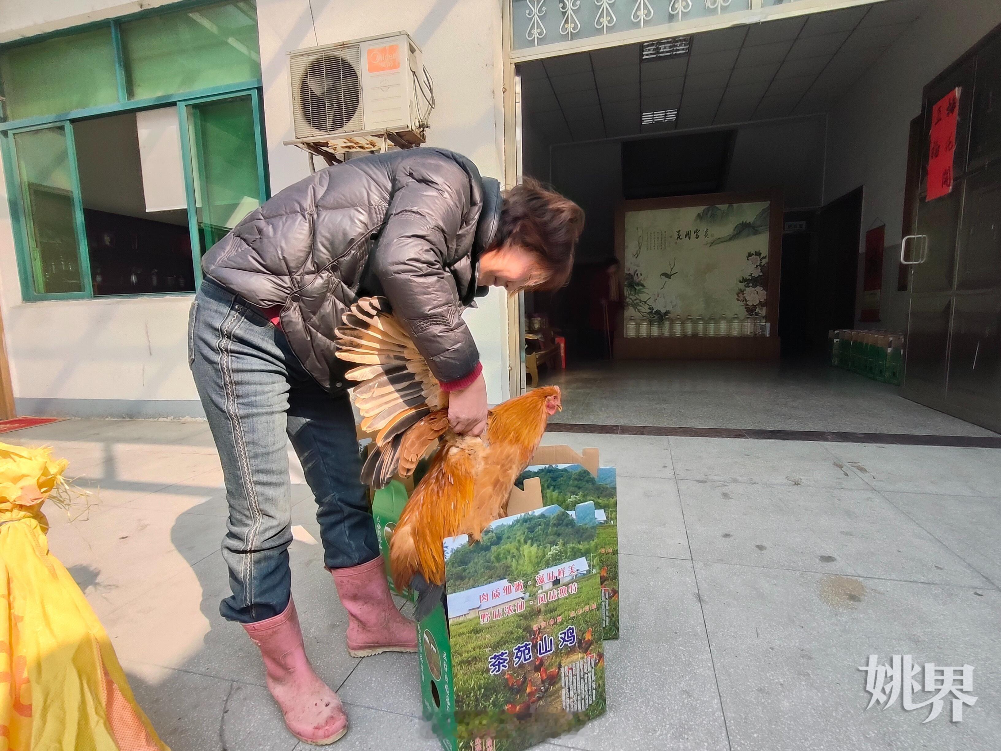 【新春走基层｜ 土味年货一口鲜  】春节临近，茶苑生态鸡走俏。抓鸡、杀鸡、包装…