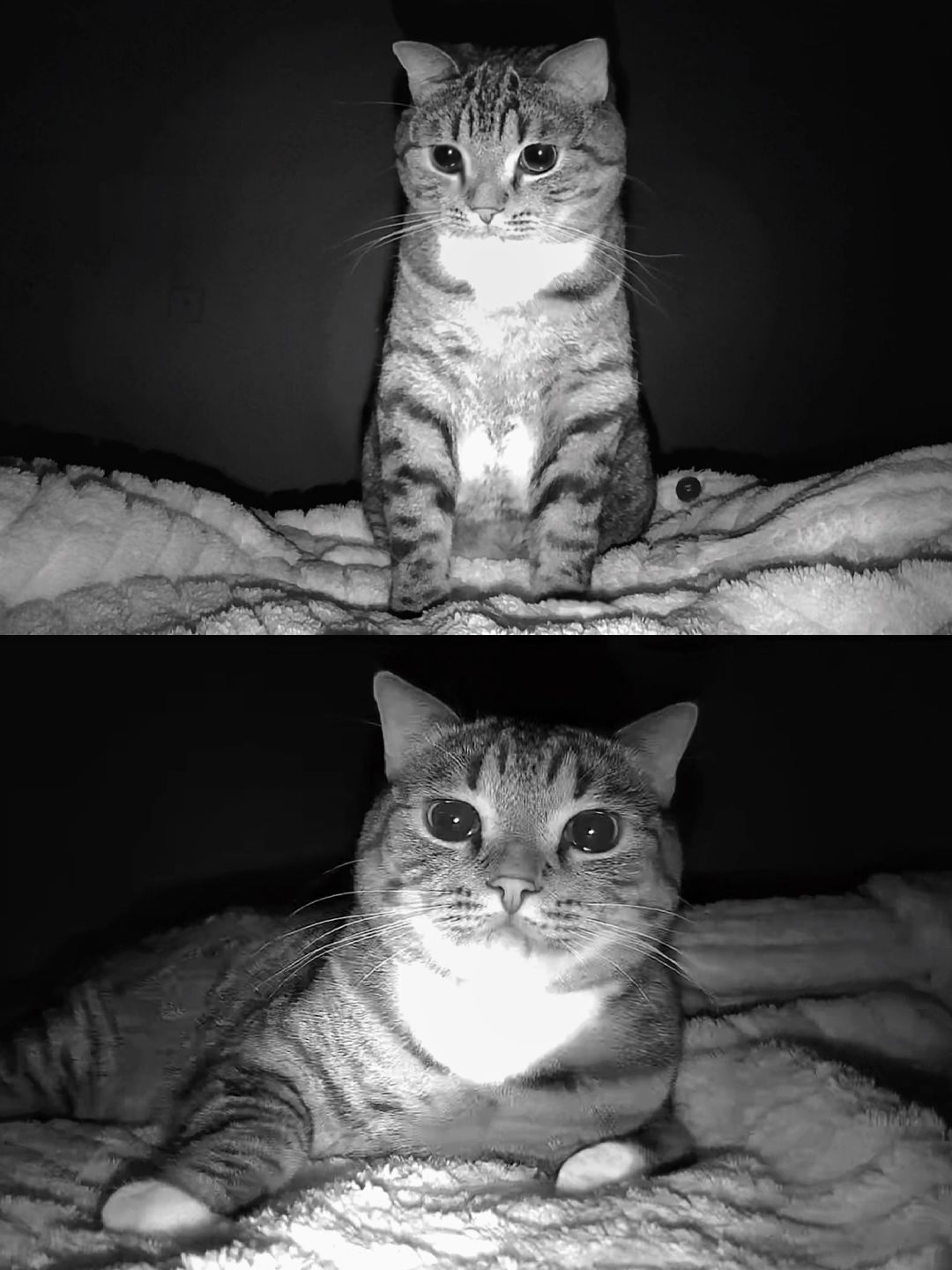 加班回去晚了，感觉猫猫要掉小珍珠了🥹