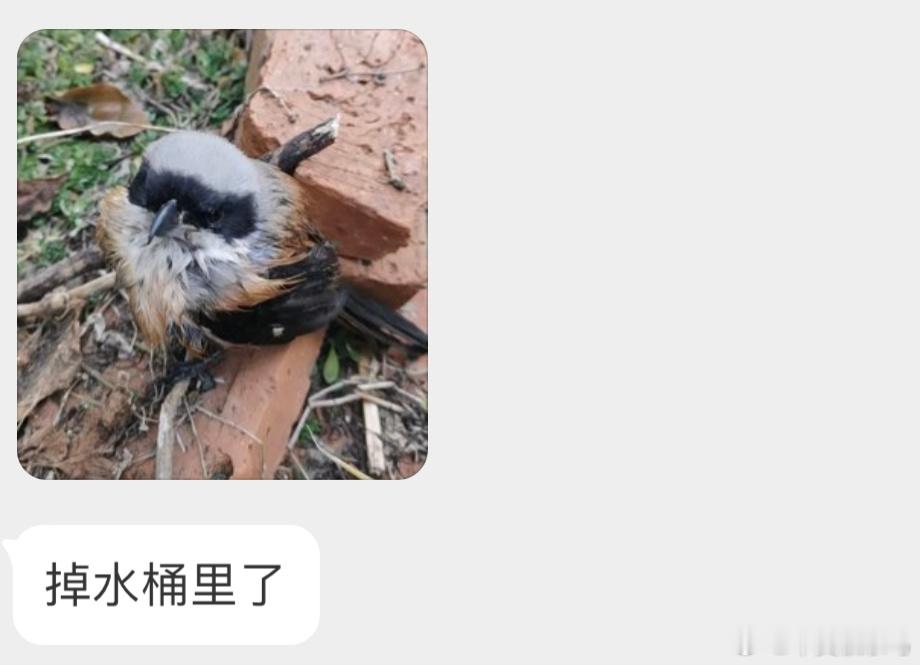成了落汤鸡的【棕背伯劳】羽毛晾干就能飞走了 ​​​