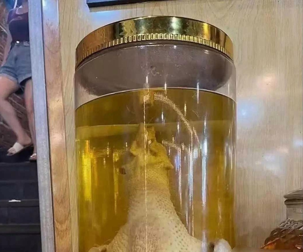 一个敢泡一个敢喝真是太牛了 