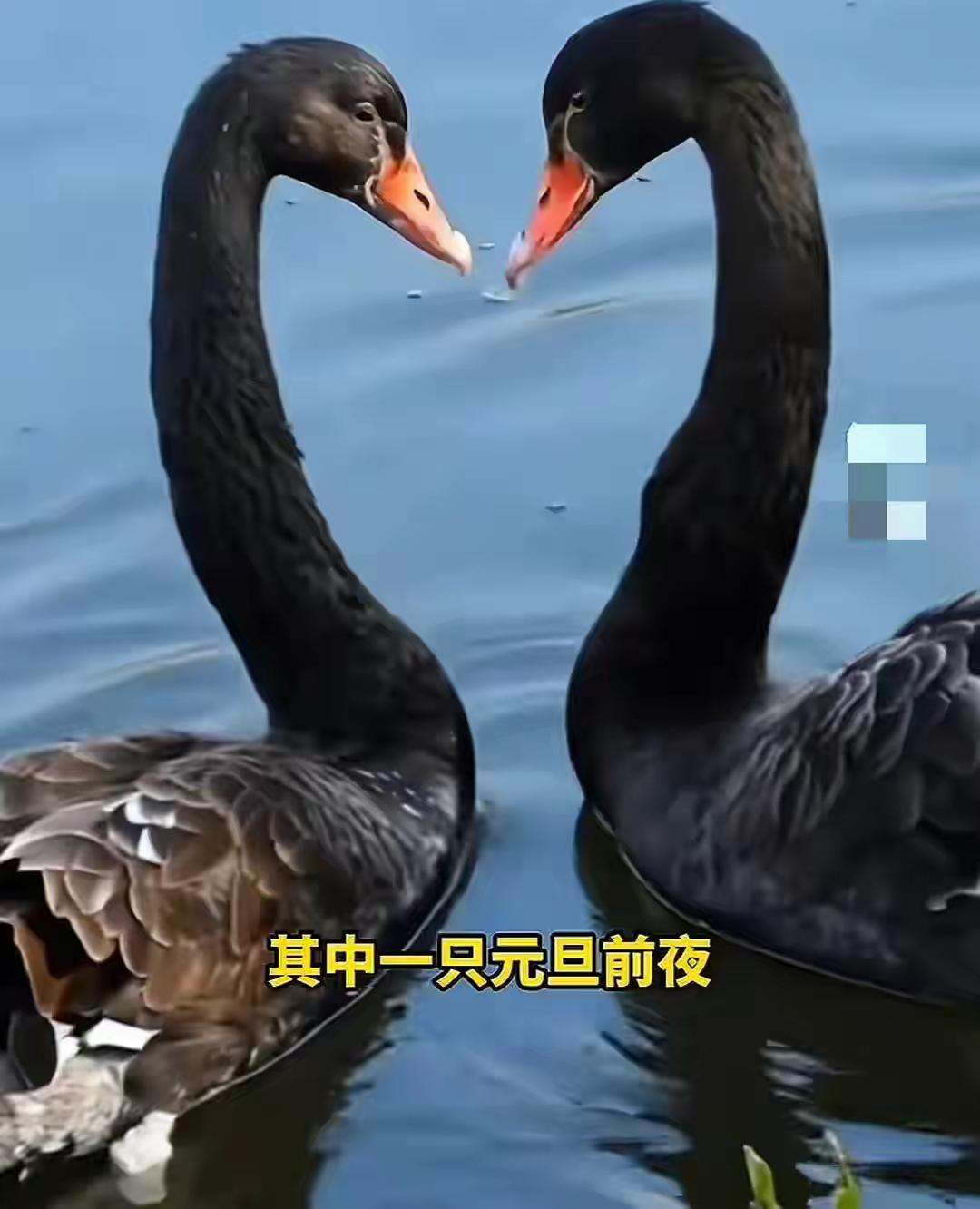 跨年夜偷吃公园黑天鹅！被抓后一句“以为没人要”，全网怒了：这是人心黑！

你说这