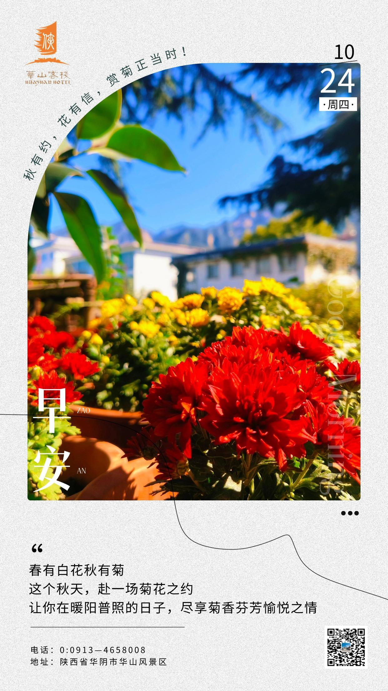 #华山# #侠文化# #赏菊#
秋风吹来百花残，唯有菊花耐秋寒
金秋十月，赏菊正