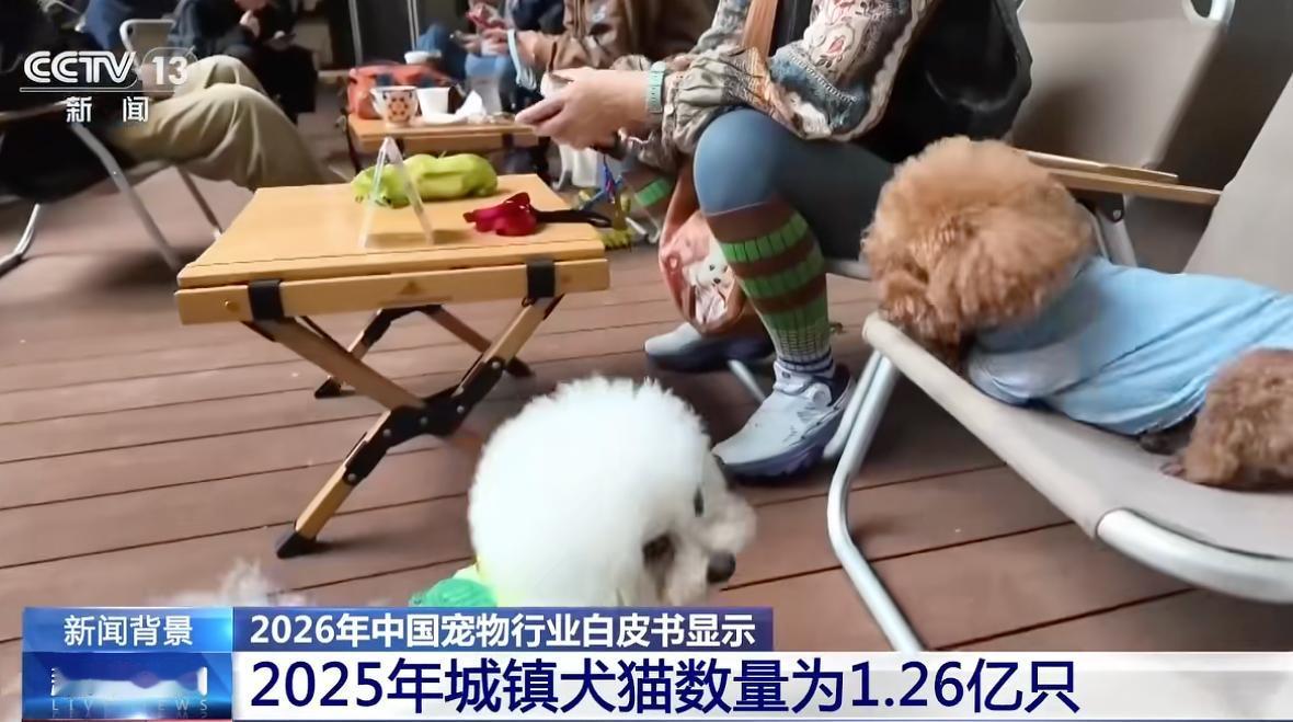 1.26亿只“毛孩子”，正在把不养宠的人挤出公共空间。
最近一个热点，中国城镇犬