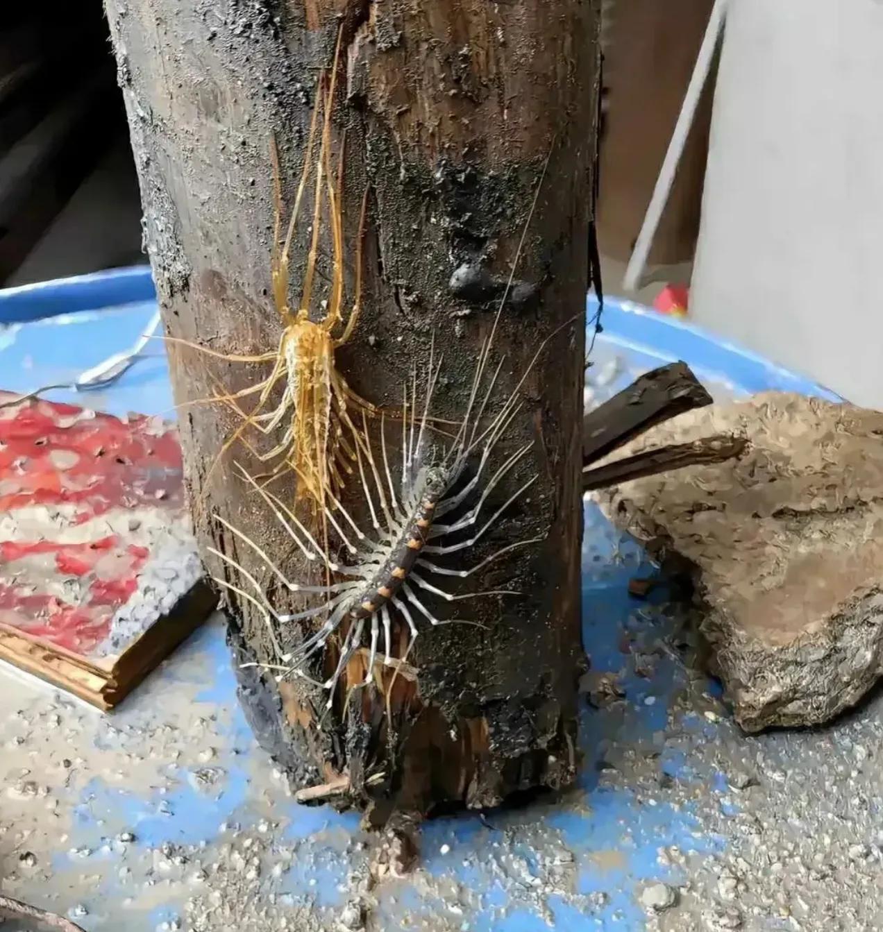 这是什么虫子，用老家话怎么说？

我们家乡叫钱串子。

蚰蜒。它属于蚰蜒目蚰蜒科