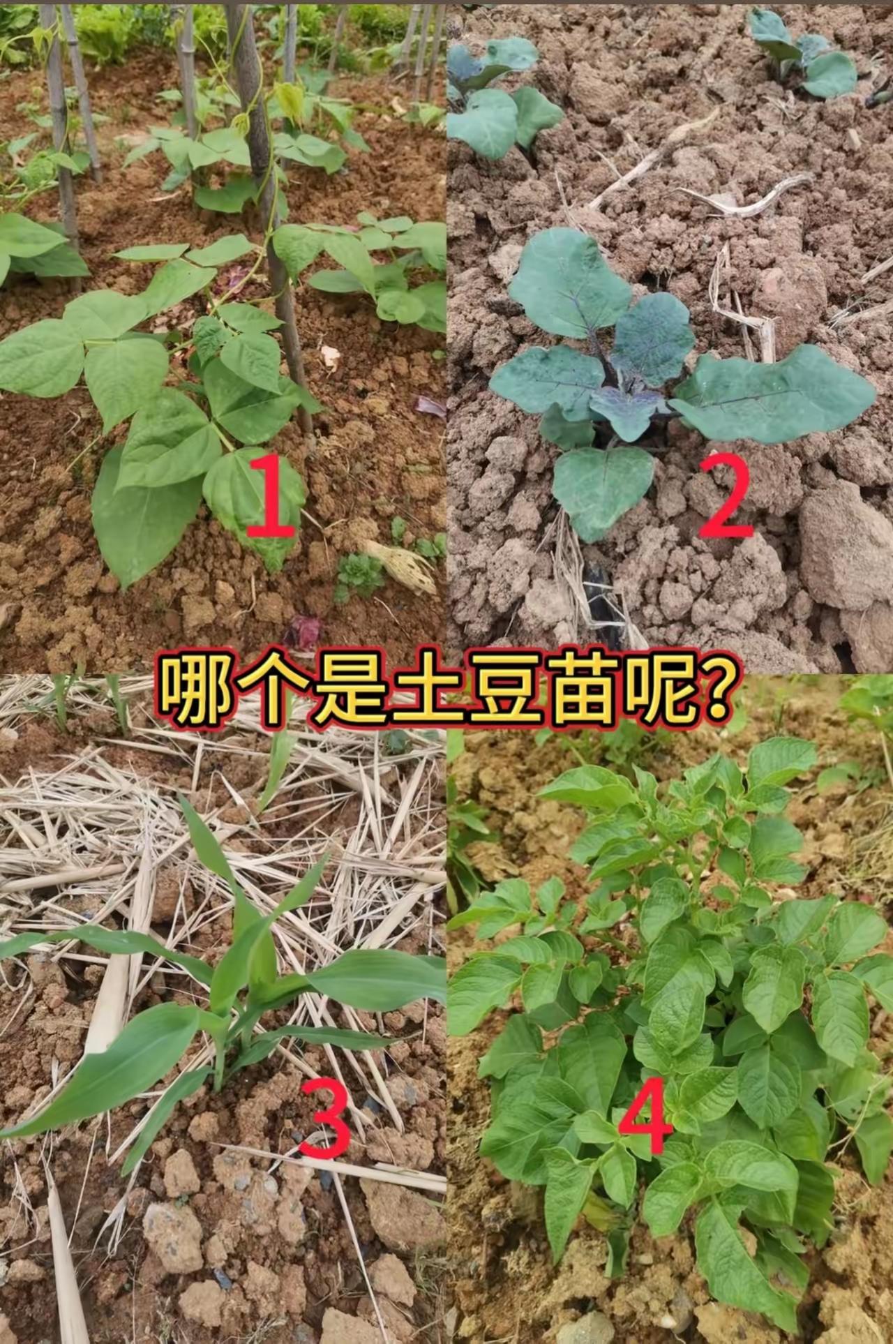 哪个是土豆苗呢？