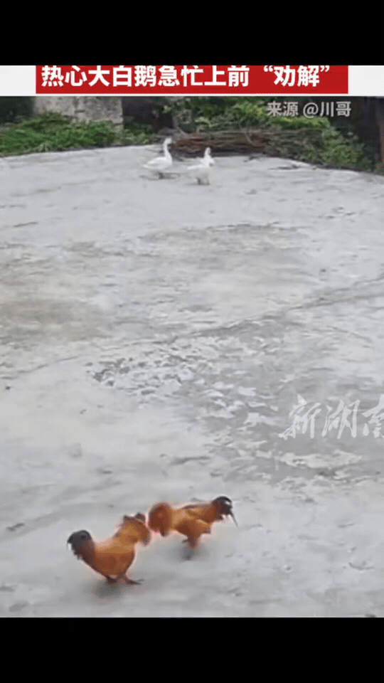 笑不活了！两只公鸡掐架，半路杀出两只大鹅劝架😂 原本打得热火朝天，遇上“鹅界调