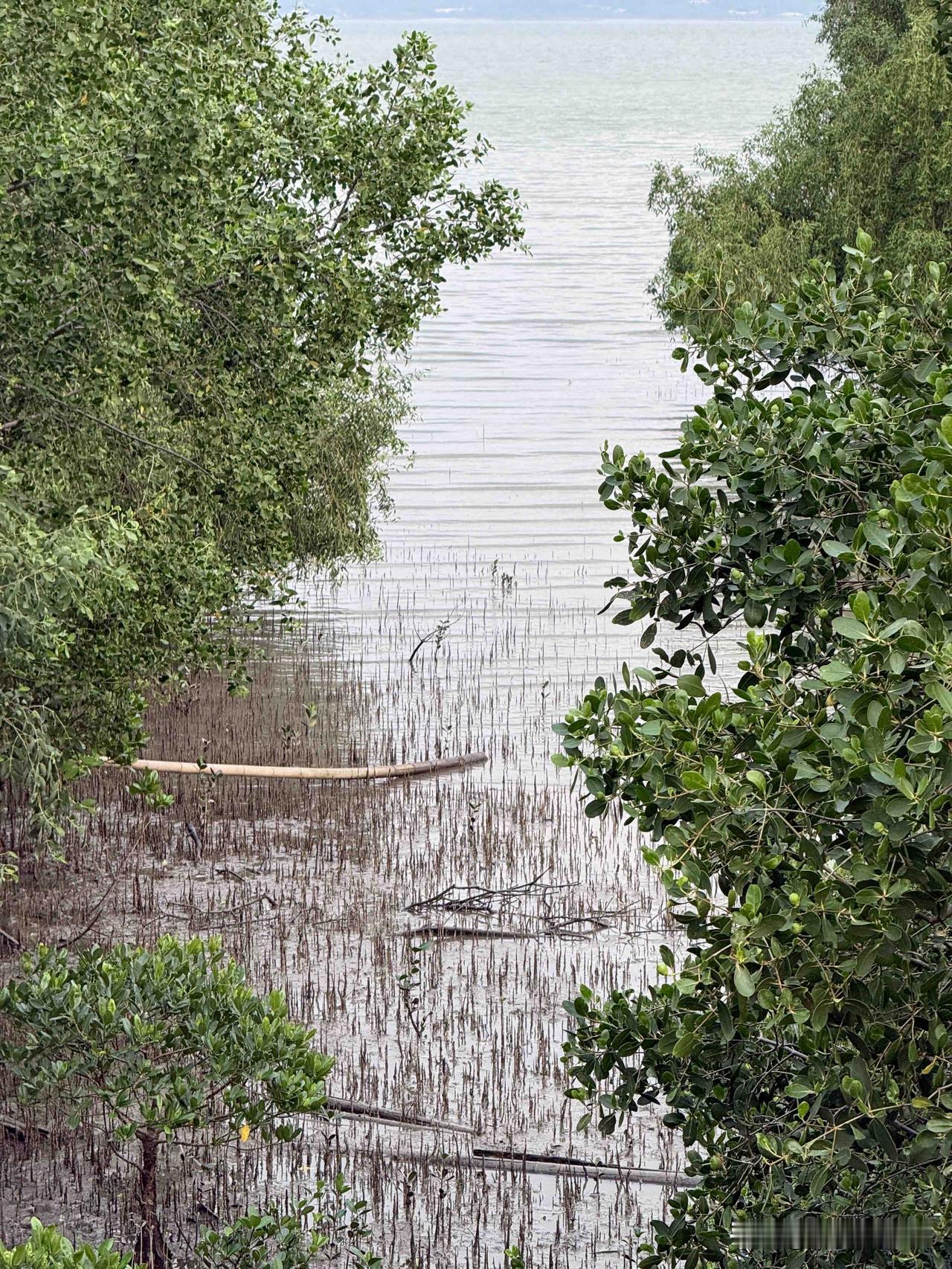 深圳版尼罗河[玫瑰]