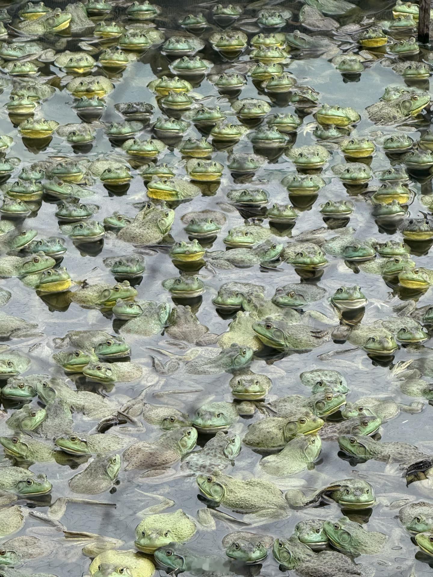 往共用水库里混农药，这是光想着自己方便了。也不会有人隔三岔五检测共用水库的水质吧