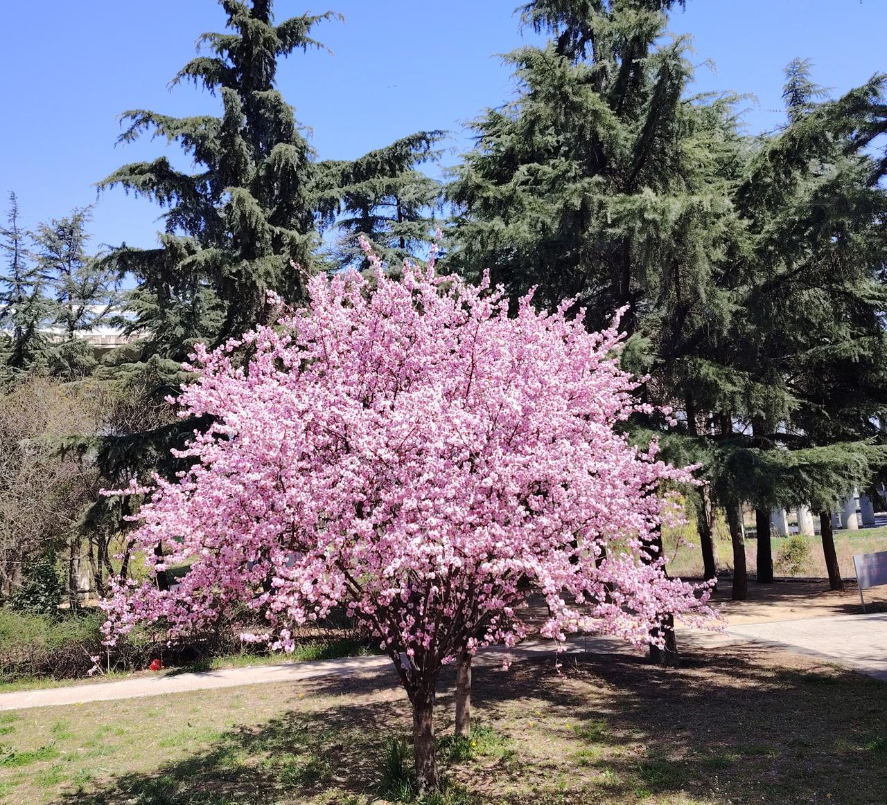 本周青岛市区天气以晴间多云为主，最高气温19度，最低气温11度，天青海蓝，繁花似