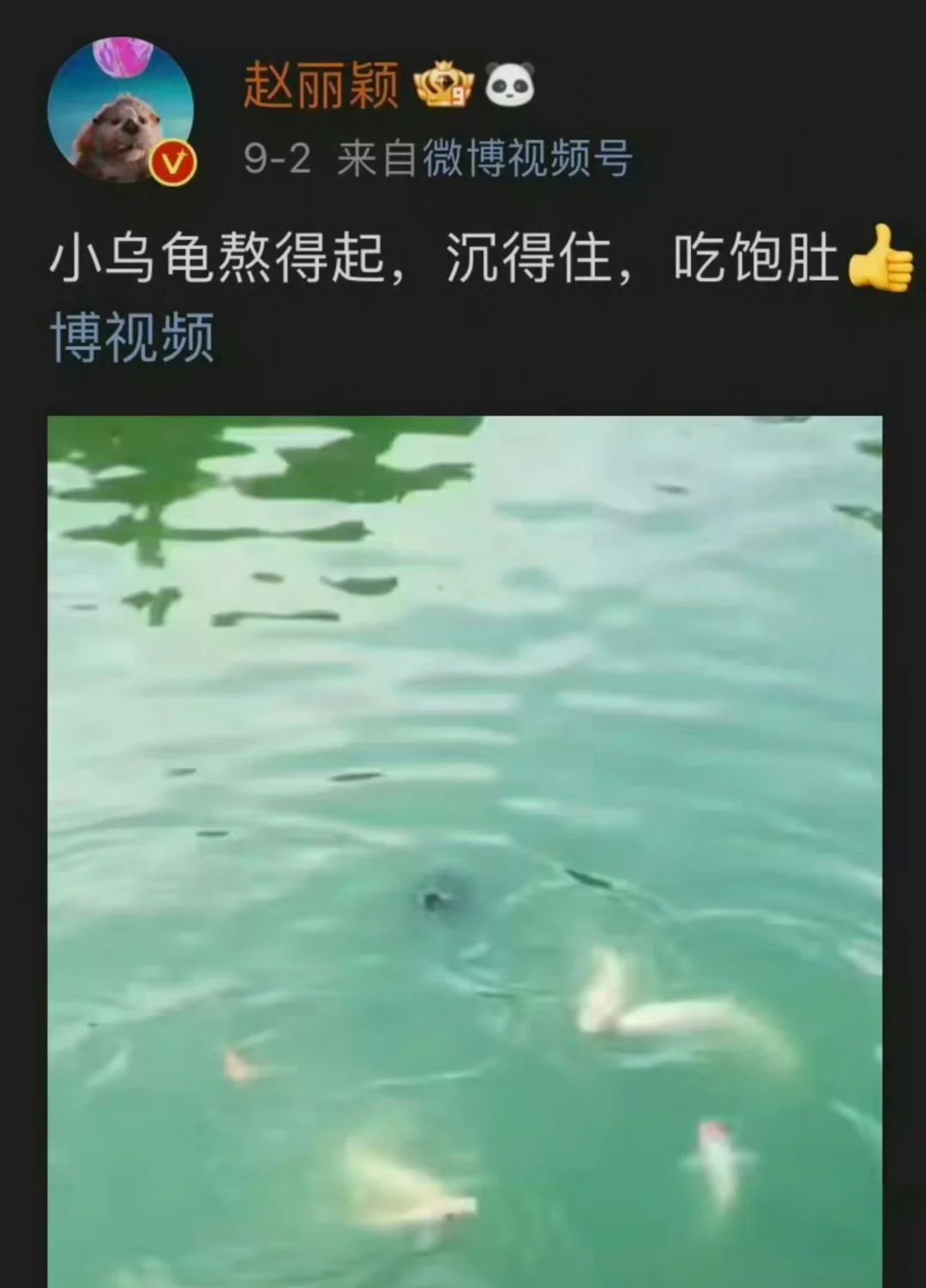 小乌龟，熬的起，沉得住，吃饱肚👍 ​​