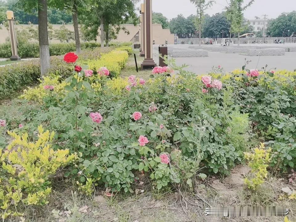 晒图笔记大赛月季花[比心]
