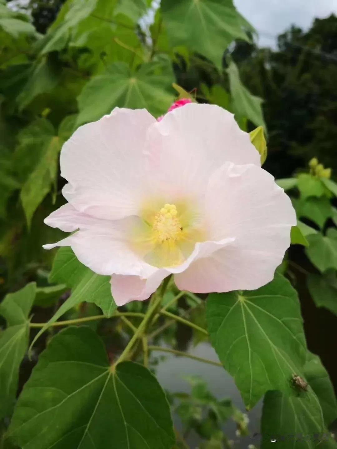 此花一天三变。
早上乳白，中午粉红，晚上深红。
有人说，这就像一个人，当初白纸一