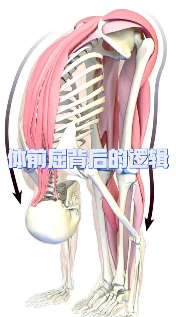 体前屈的背后逻辑