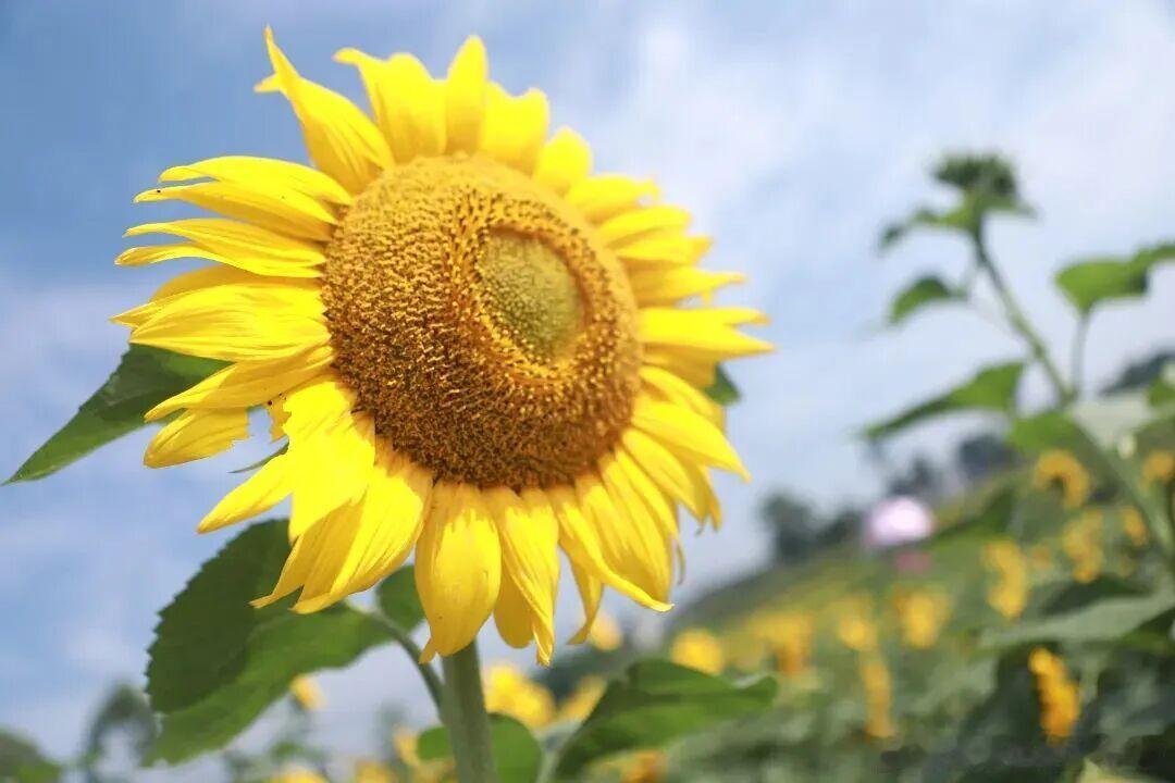 夏天的浪漫藏在四川遍地金黄花海里🌻新津、犍为、泸县、丹棱、广安都有大片向阳花田