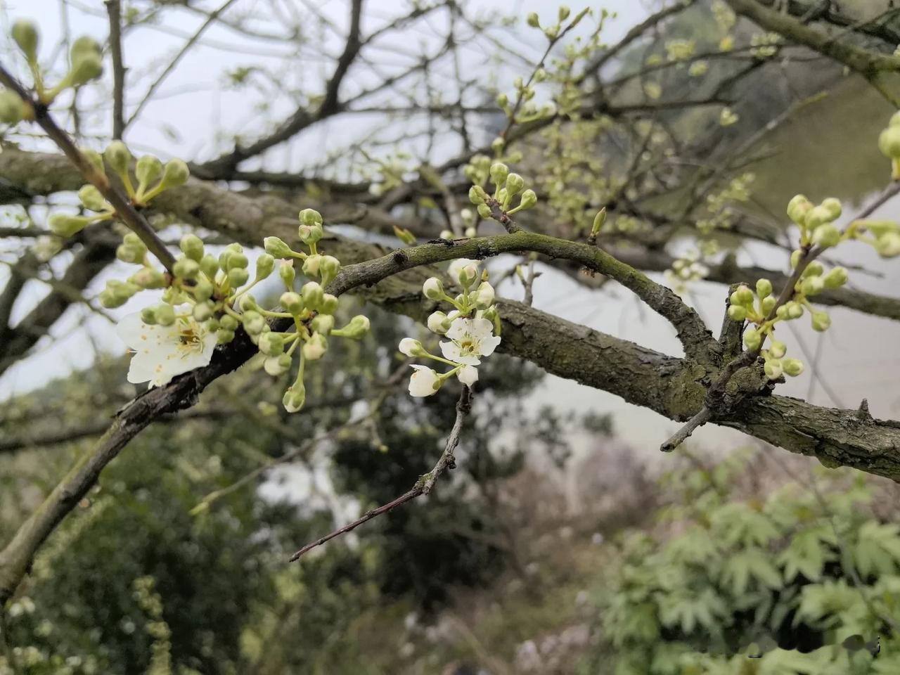 春花如雪落，芳草满山绿。