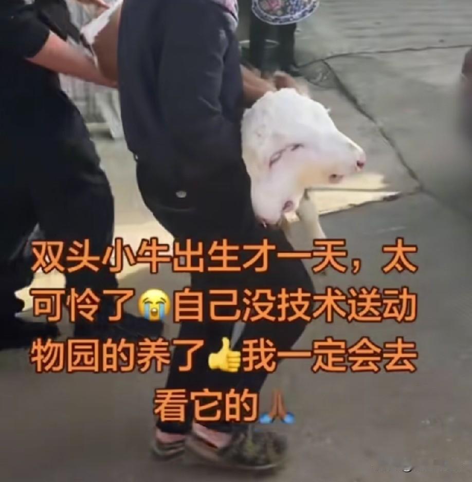 太诡异了！贵州六盘水，一只母羊生了一只十分罕见的羊羔，它一个身子，两个头，而且两