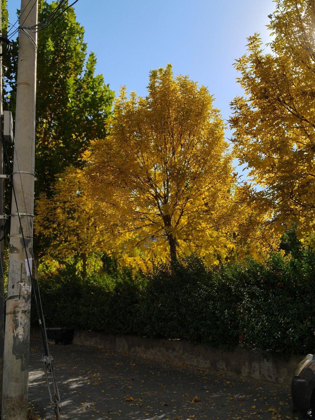 一叶知秋 ​​​