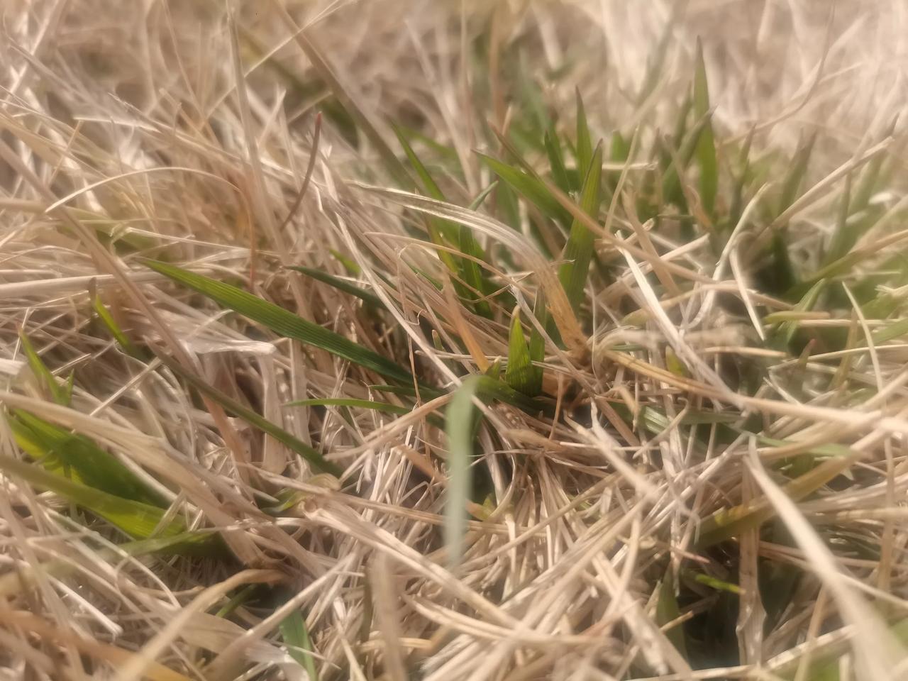 离离原上草，一岁一枯荣。野火烧不尽，春风吹又生。远芳侵古道，晴翠接荒城。又送王孙