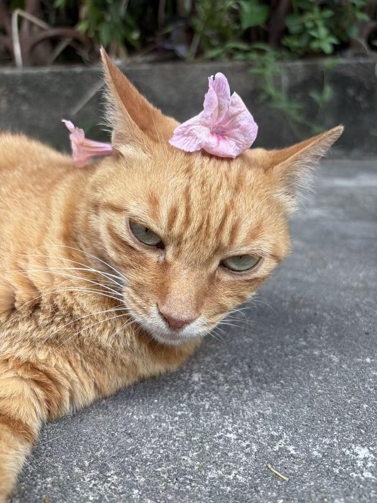 花花世界迷咪眼
咪今天也过得很幸福