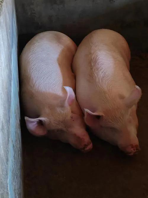 2026年第一个“闯祸”的人[笑哭]
真没想到，重庆合川一个叫呆呆的女子因为父亲