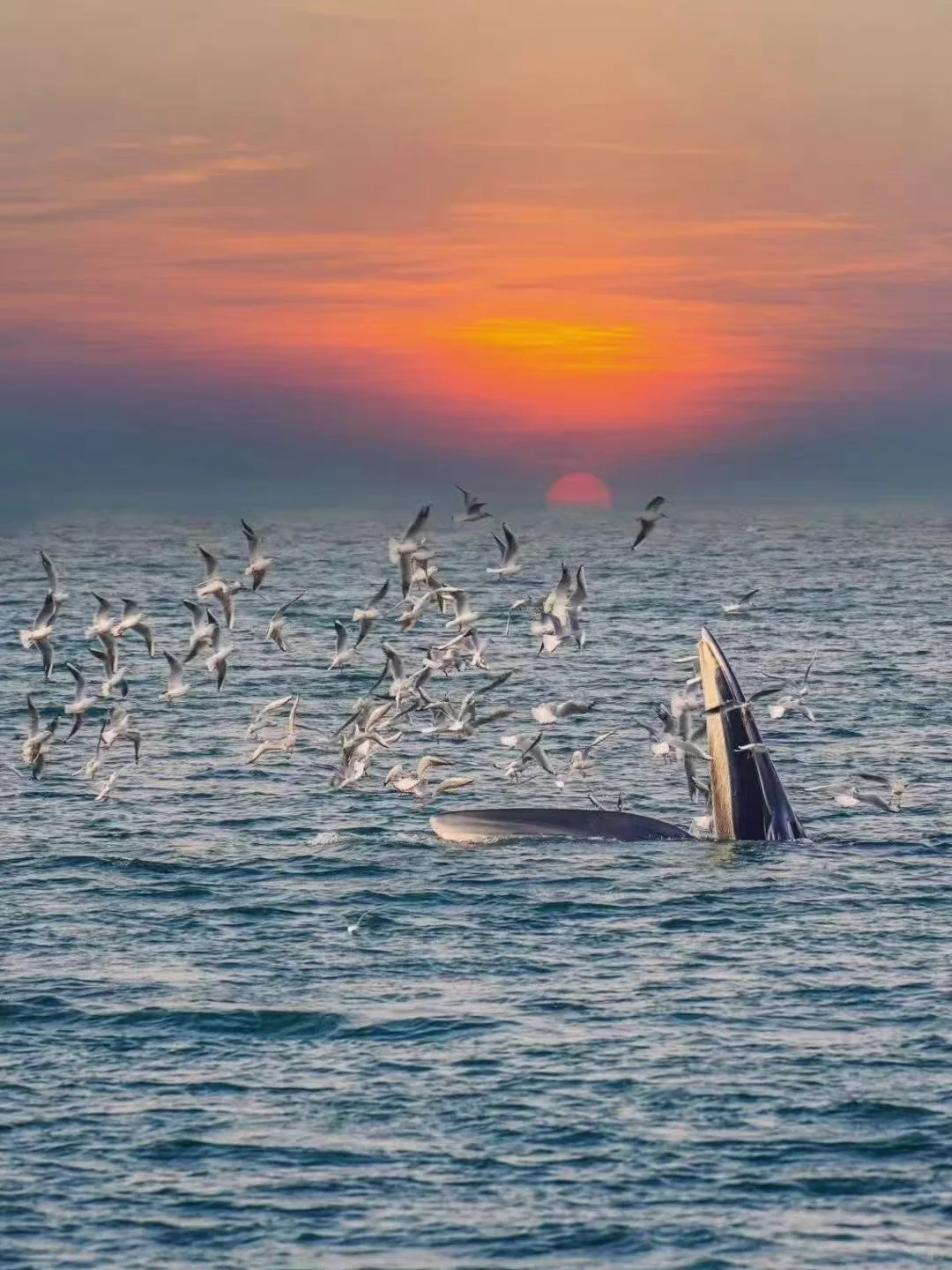 12月北海🌊看鲸鱼🐳度假🏠邮轮🛳️