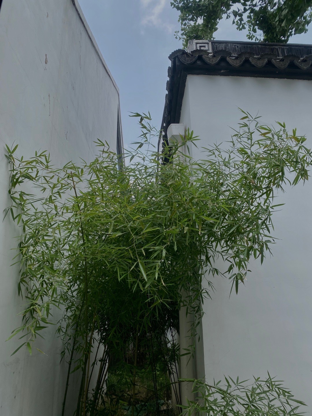 我那么喜欢人字纹地板原来也是因为我们的古典人字纹砖。也集体无意识。有种静谧感。离