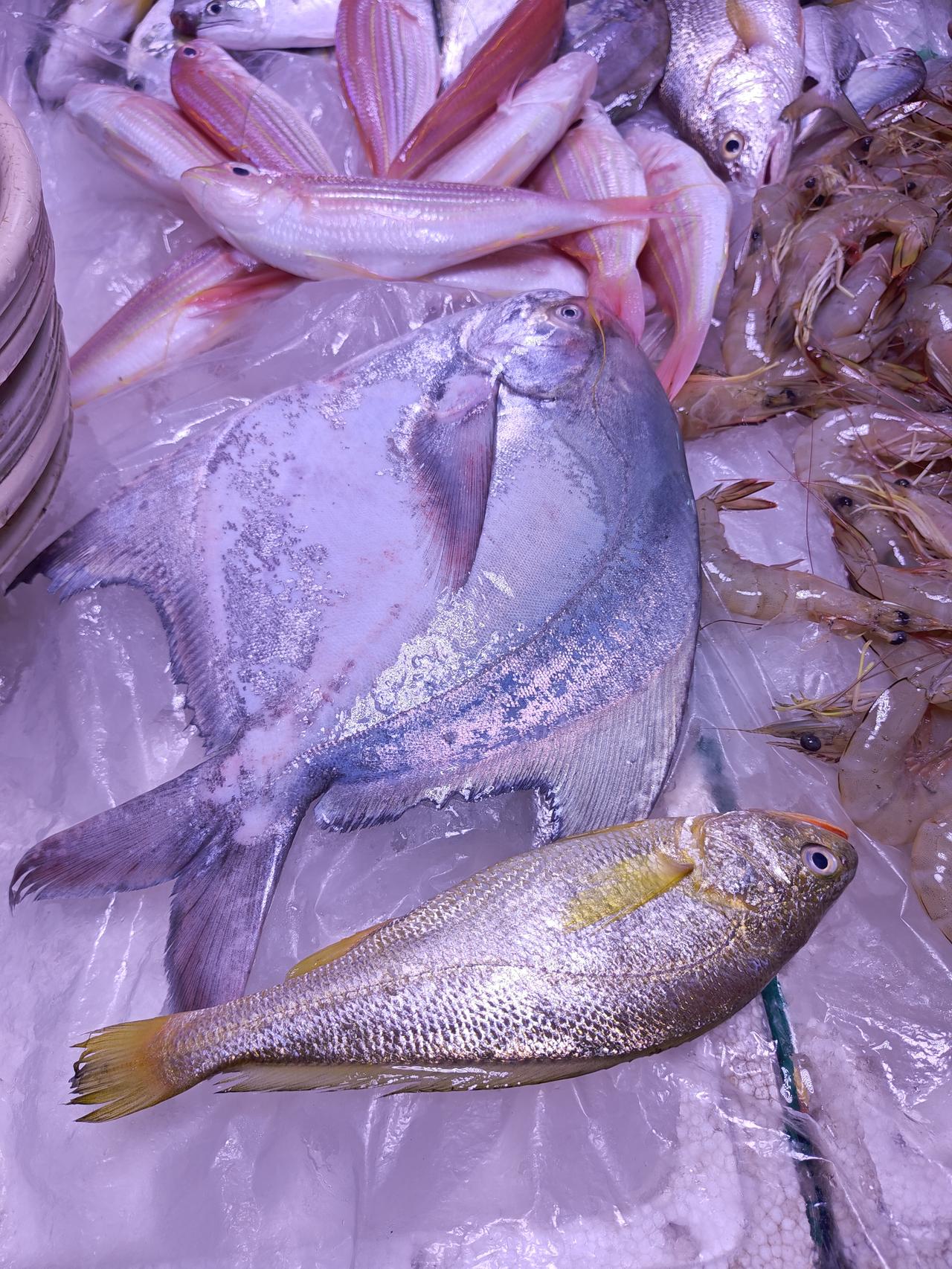 海鲜消费者的价格承受上限很高，广州，斗鲳220，野生大黄鱼120，我听到都惊呆了
