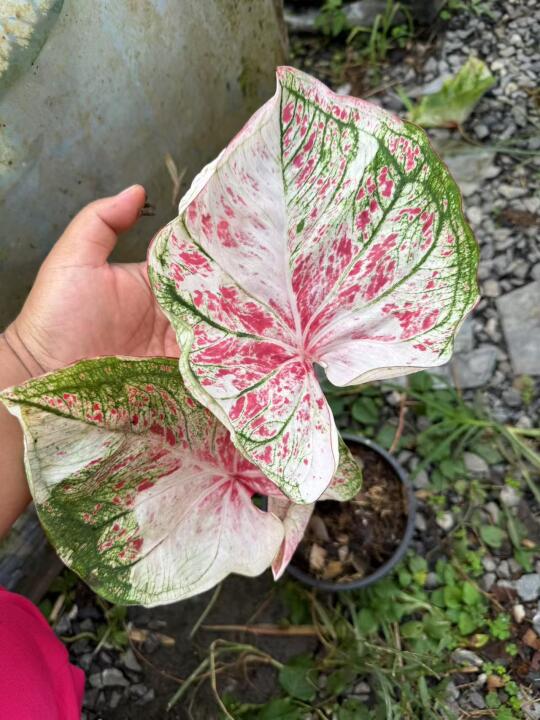 预告一下下批泰彩