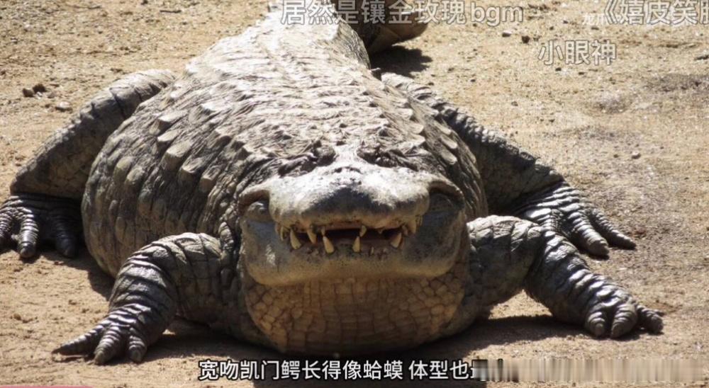 【非】直接找个蛤蟆照也算是一步到位 