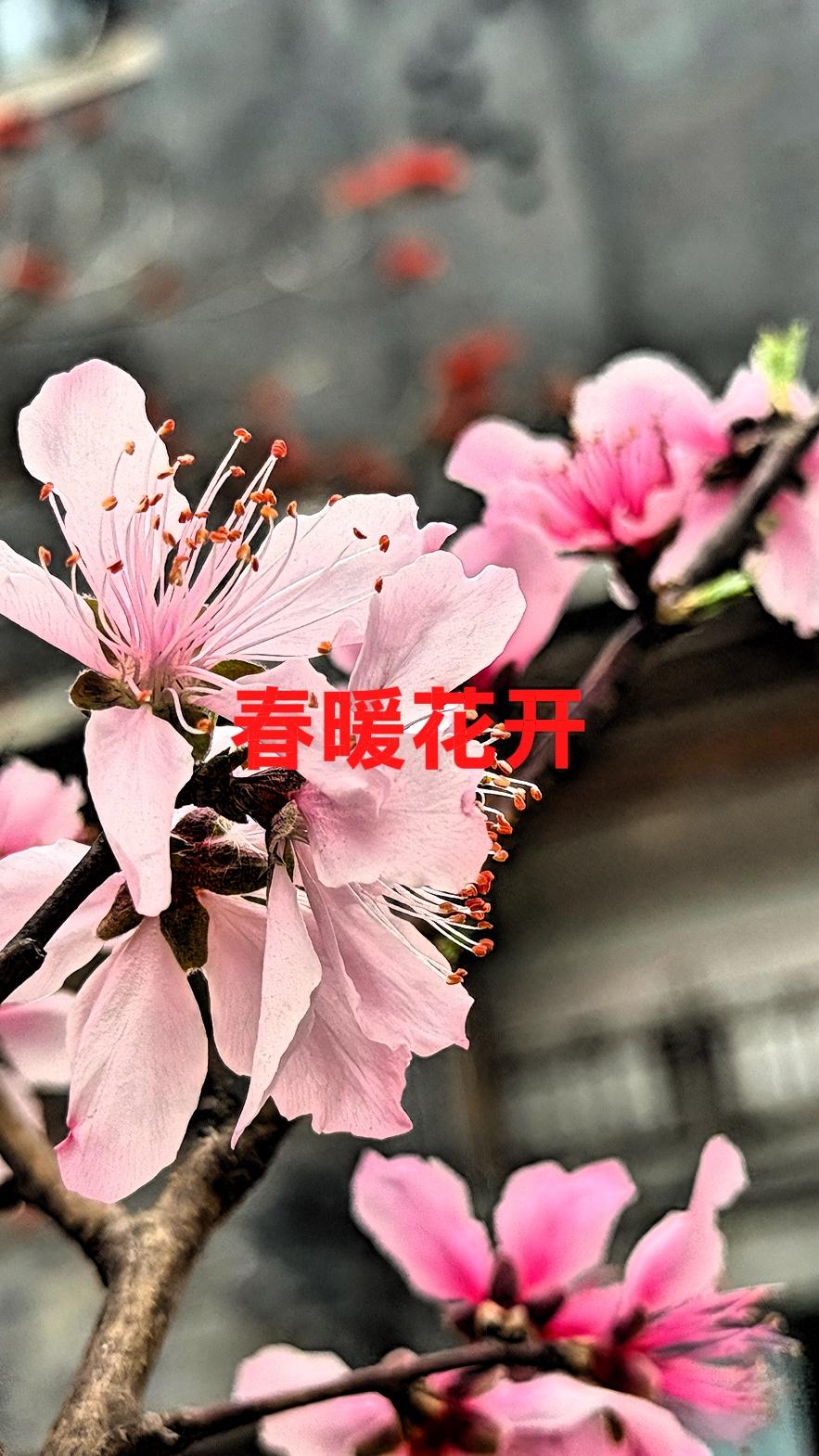 生活就该多多记录、多多分享！最近，山东临沭的曹洼大集可是超级火爆，火了一个多月，