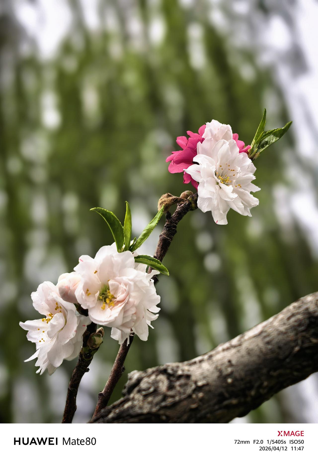 春日生活打卡季双色桃花独占鳌头，鲜艳夺目春风得意！
