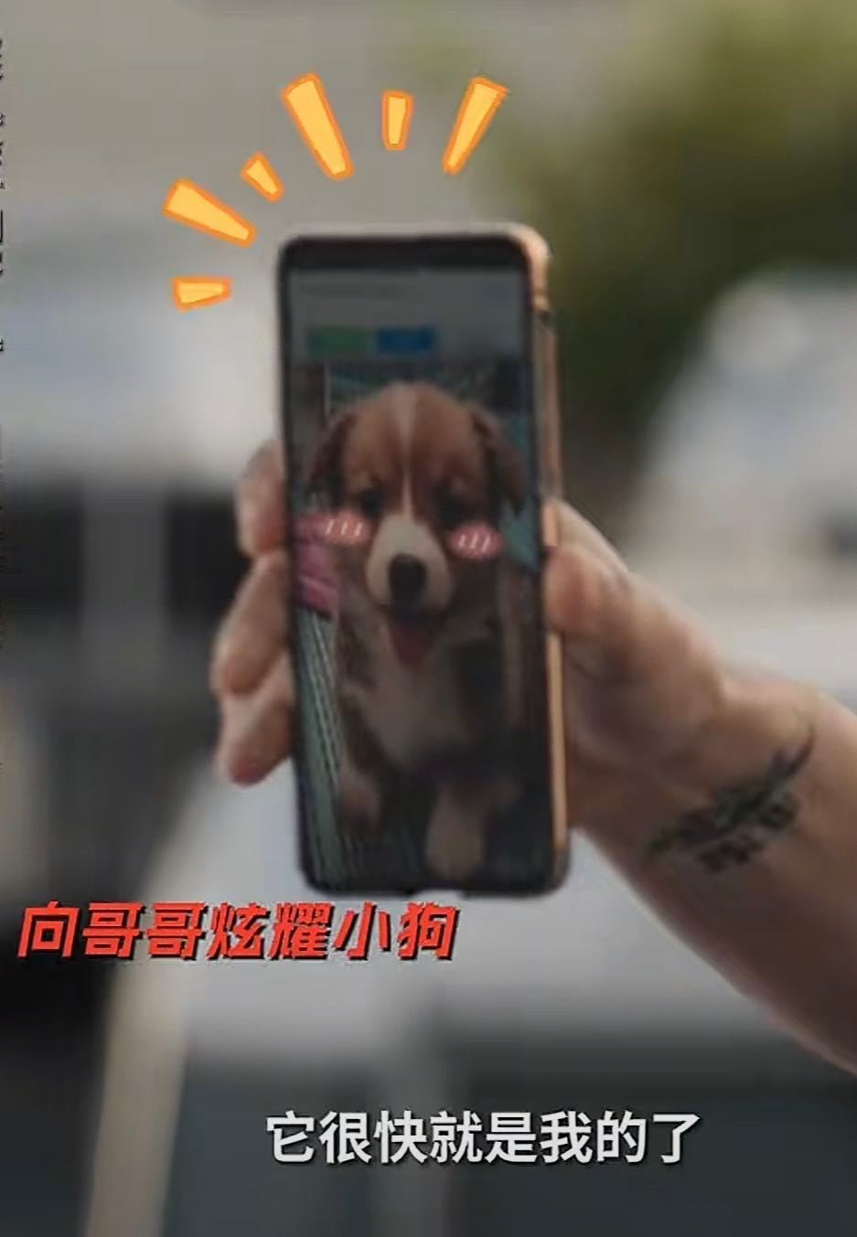 对狗嘤嘤嘤对人重拳出击不得不说会计刺客2布莱斯顿的反差萌太绝了！上一秒还是拳拳到