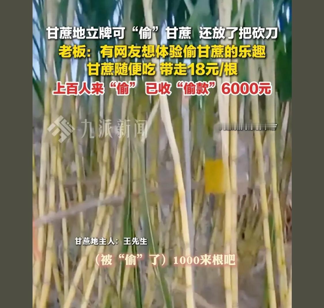 这叫双赢，种甘蔗的不用雇人收割打包运输，这就不少费用，买甘蔗的十块二十块的不限量