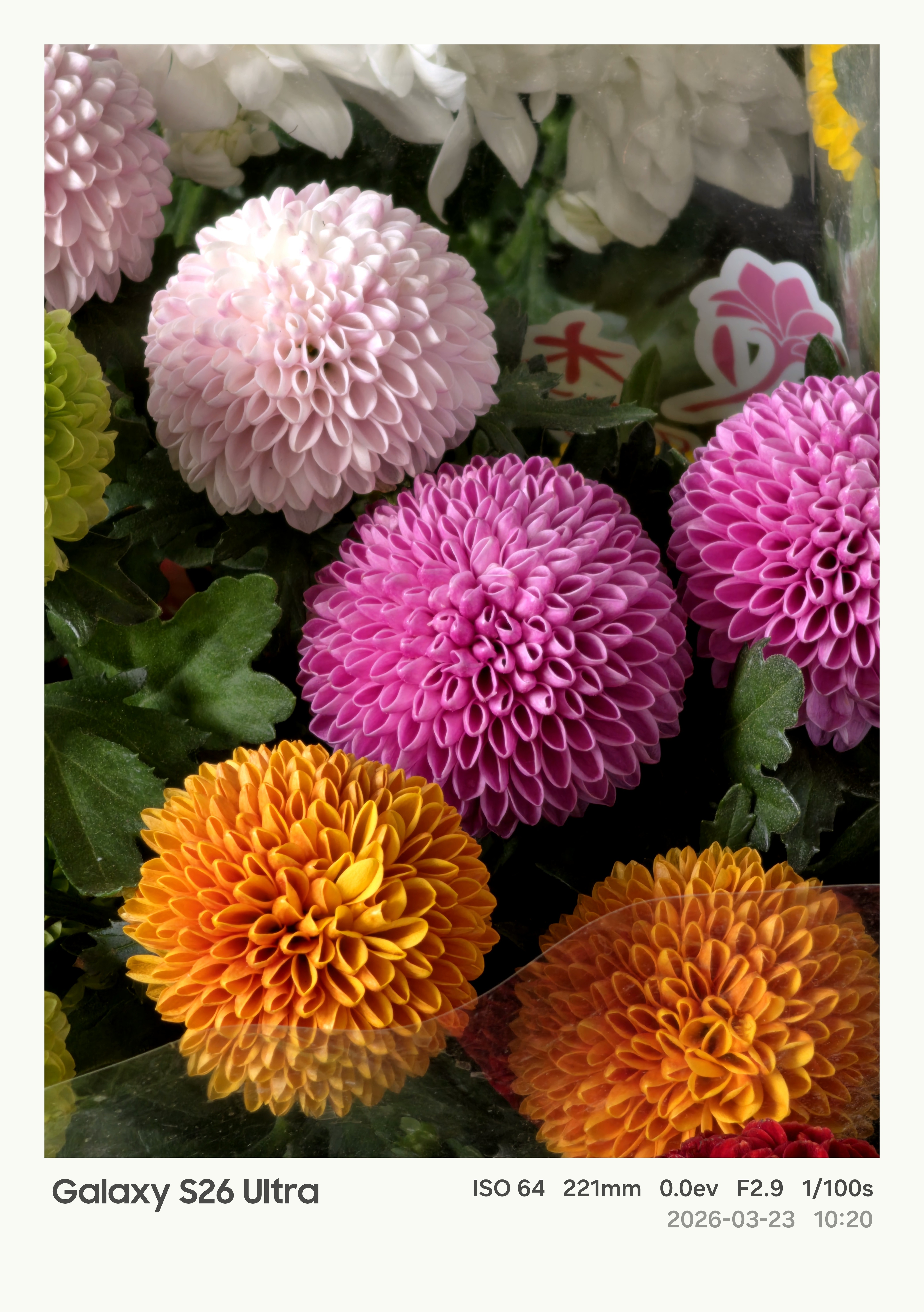 三星Galaxy S26 Ultra进花卉市场咔咔一顿拍，第二弹。 