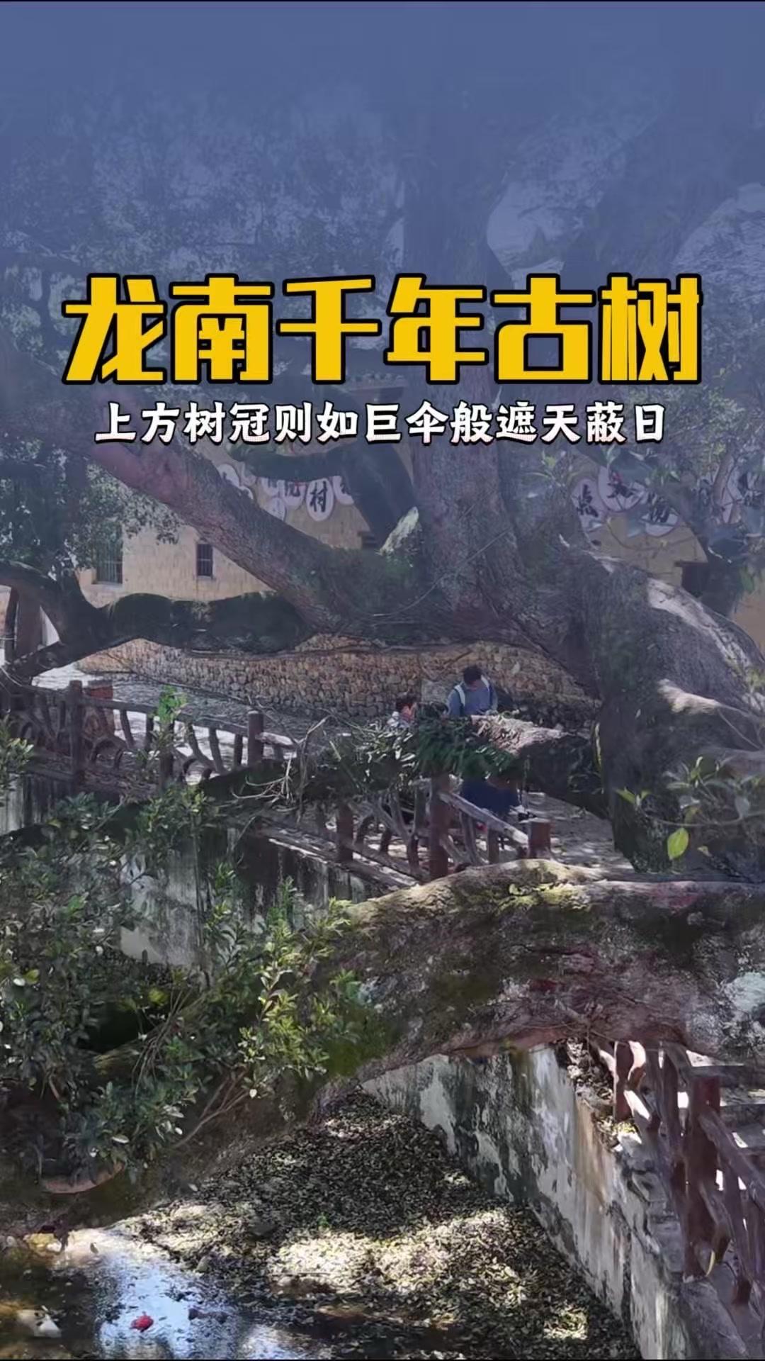 ✨江西乌石村口藏着天然树桥神树！🌳在江西乌石村口，撞见一棵数百年的古树，树干横