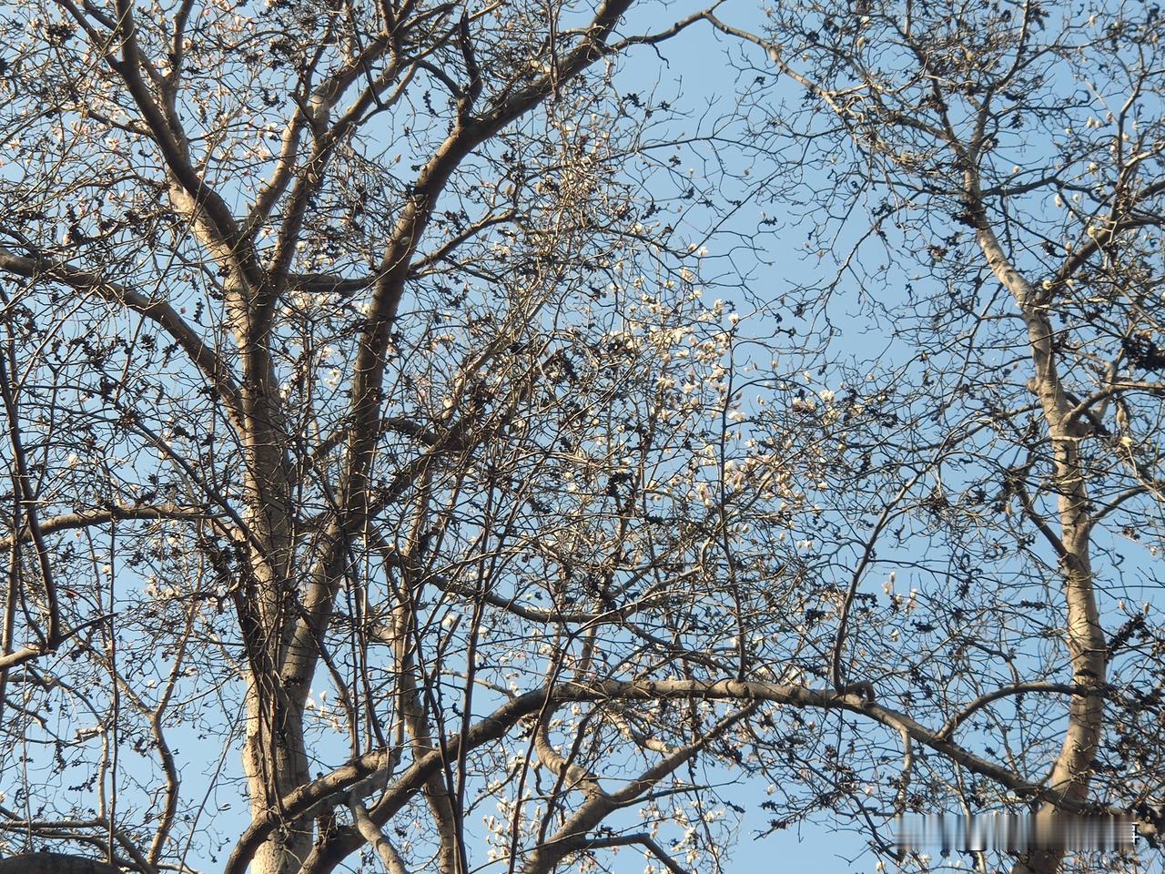 今天大年初二，上午在郑州市人民公园里看到玉兰花已经急不可耐的绽放了！最先绽放出来