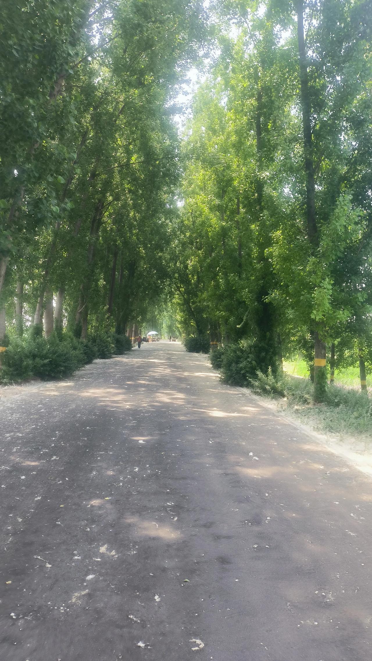 周六逛白洋淀湿地公园，满地杨絮三大隐患太现实

今天是周六，上午驱车来到了白洋淀