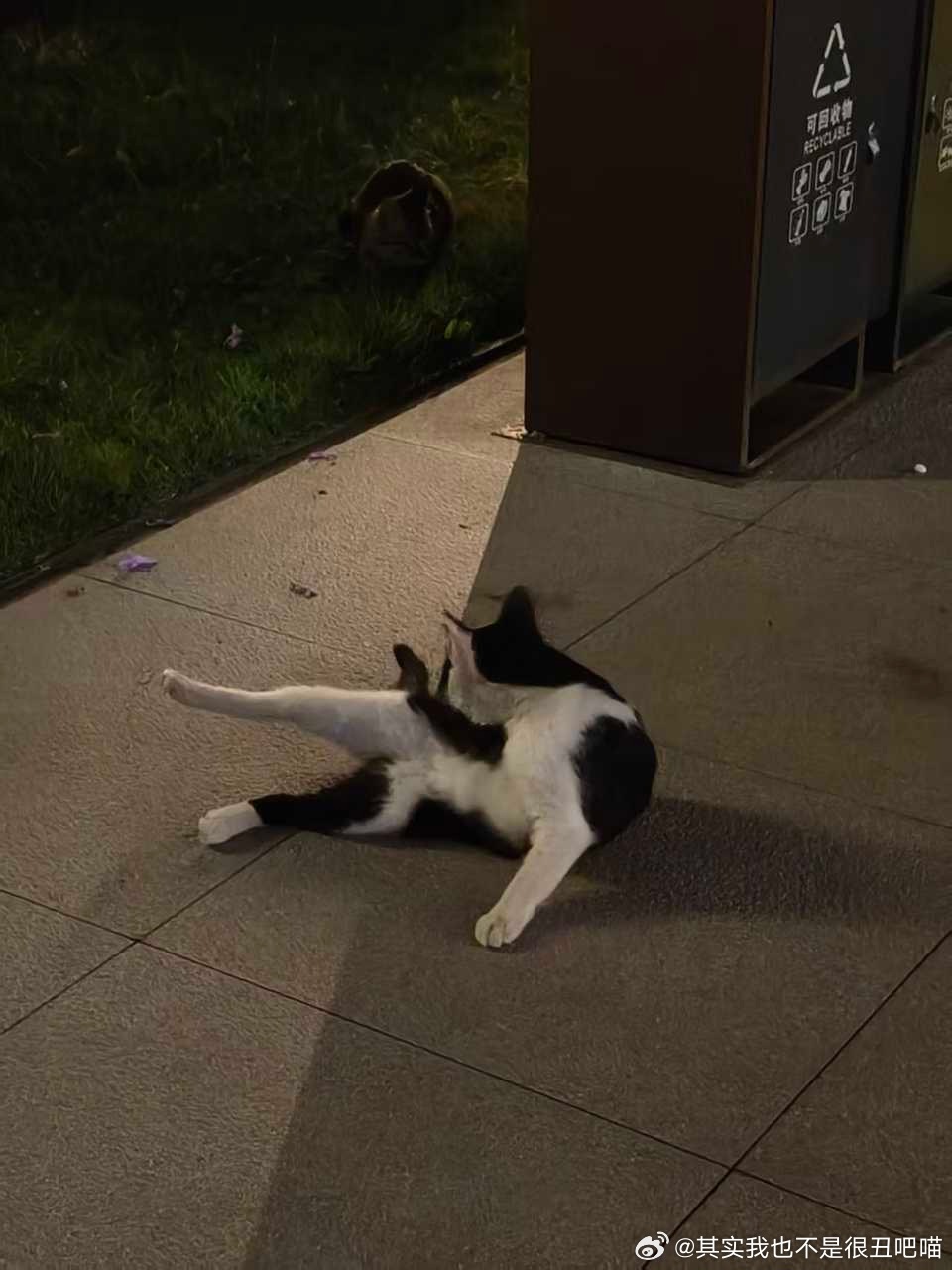 49603【丑猫】侧脸一般正脸绝了 