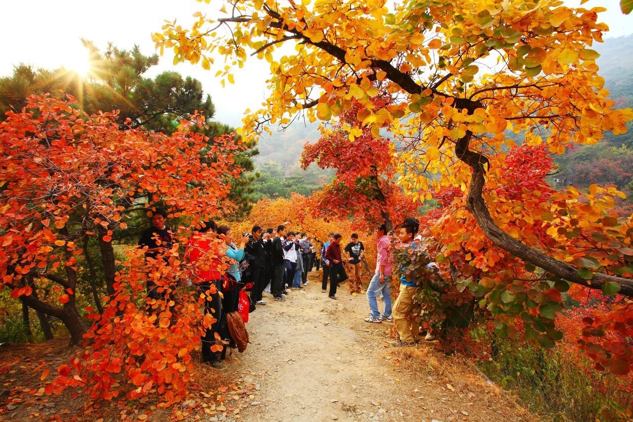 眼瞎呀！还有人去日本看红叶，看看光雾山，香山…