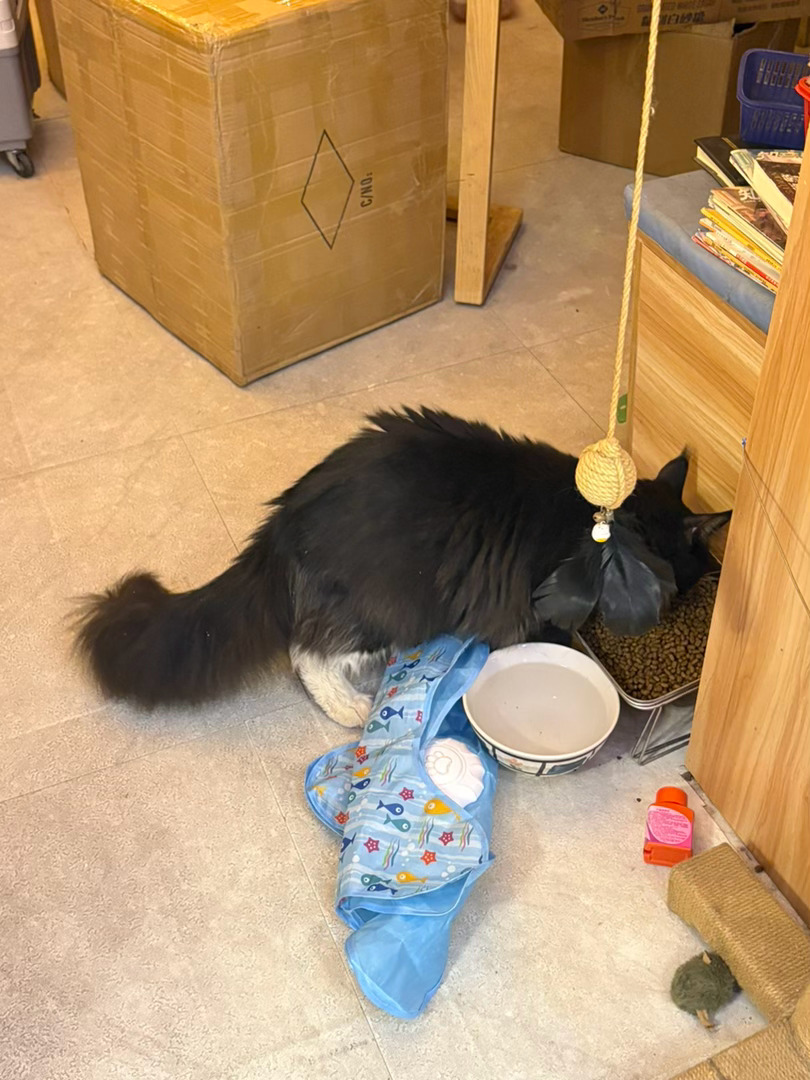 📍来自猫的信里面是满地的猫咪！！！！ 