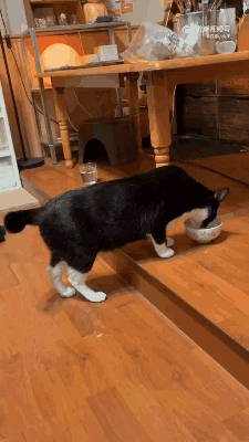 以防你没见过吃饭时一直点赞的猫咪！ 