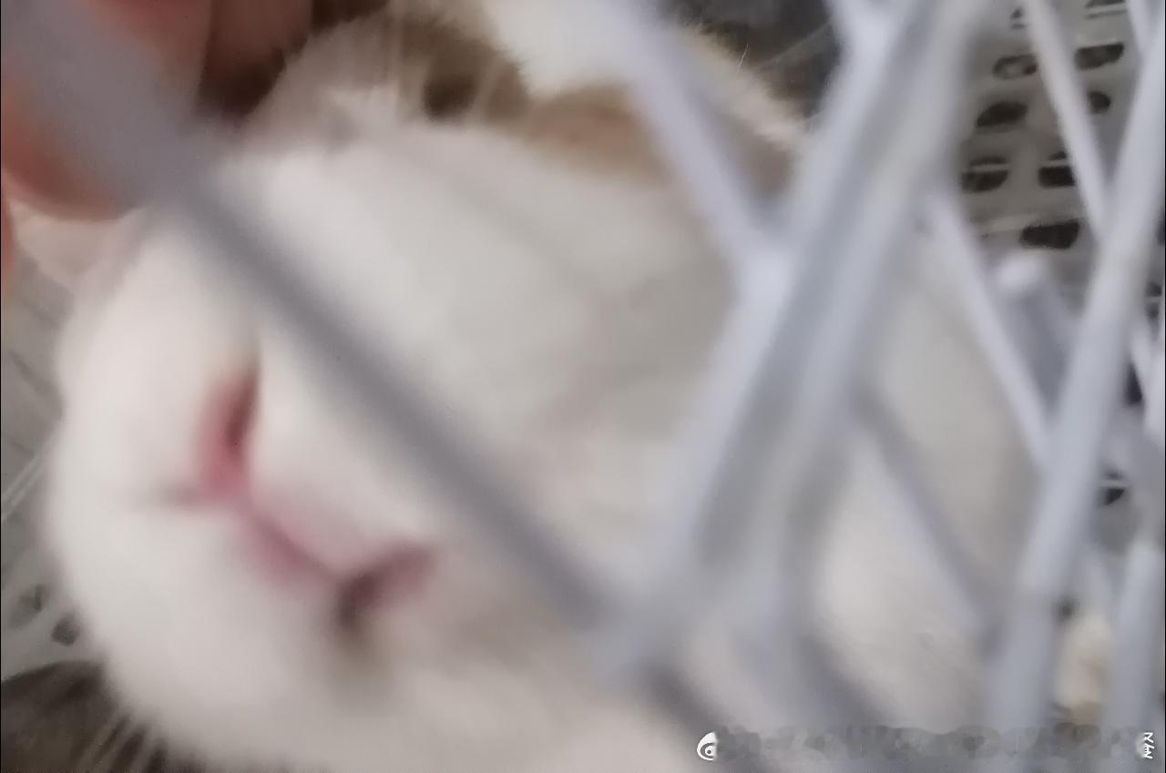 13623🐇【】我要亲小兔嘴