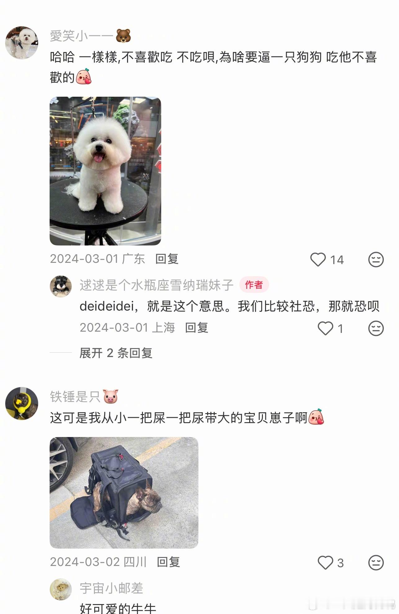 你愿意把宠物当朋友还是孩子 校园共创计划