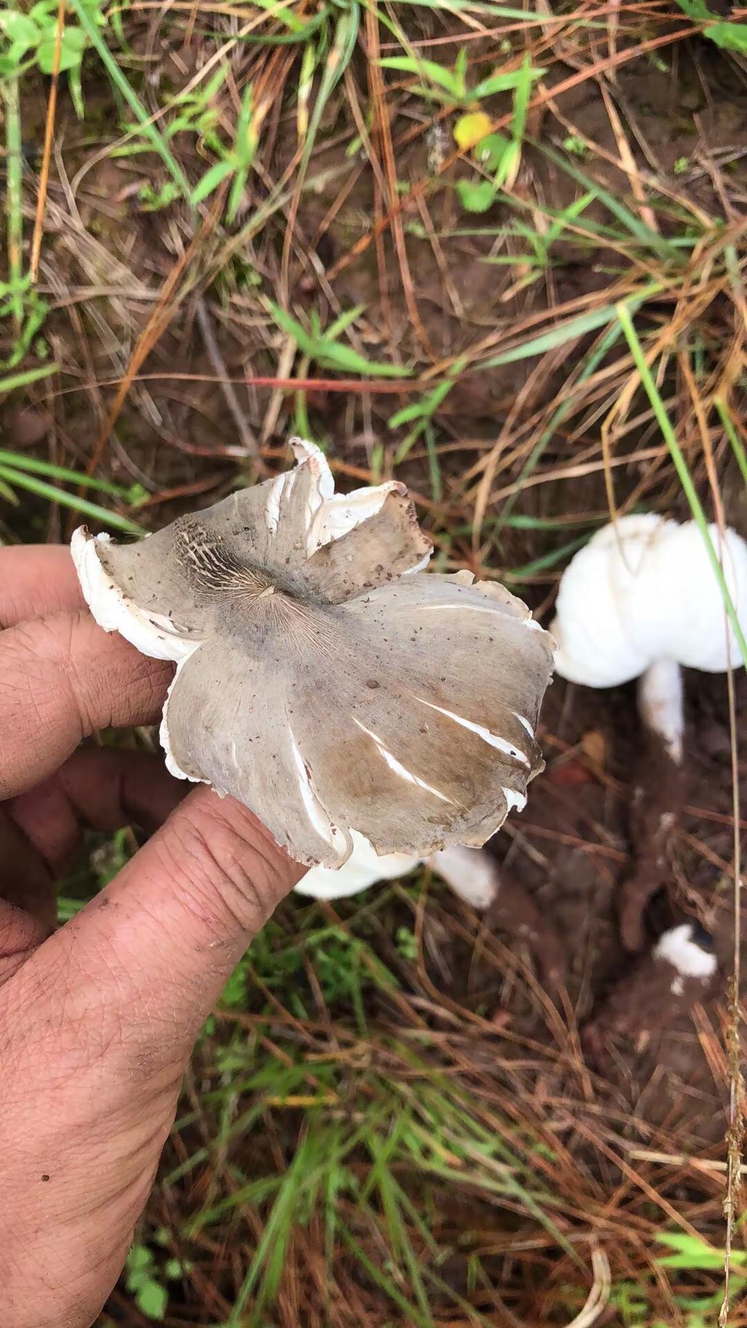 感觉很熟悉，又那么陌生，反正是很之前的事。蘑菇 鸡枞