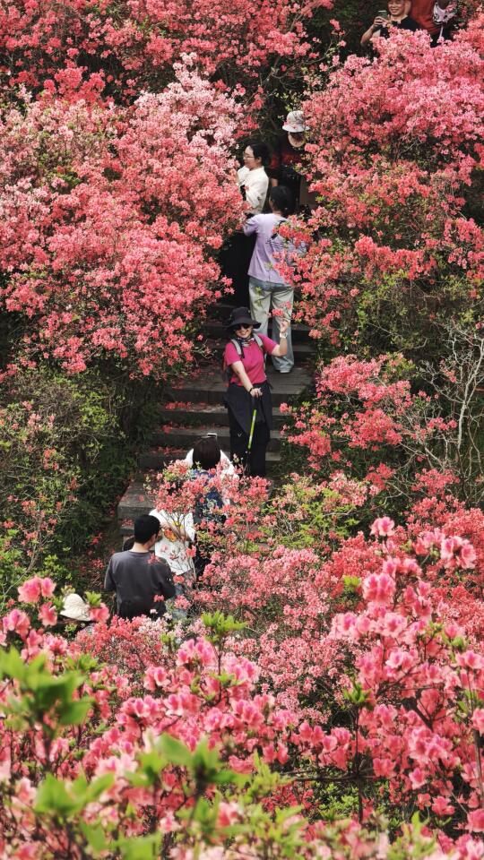 今日桂川古道实拍｜杜鹃花美哭了🌸🌸