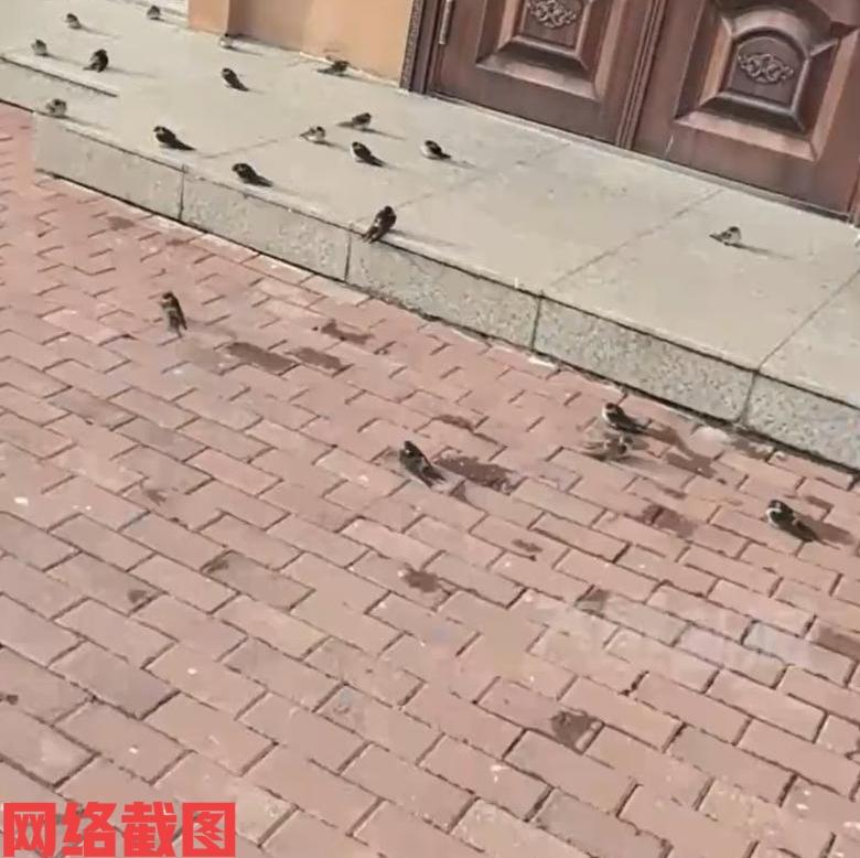 黑龙江五常有女子发现奇怪现象。

原来在过冬的时候燕子们都会南飞，以来避开东北的