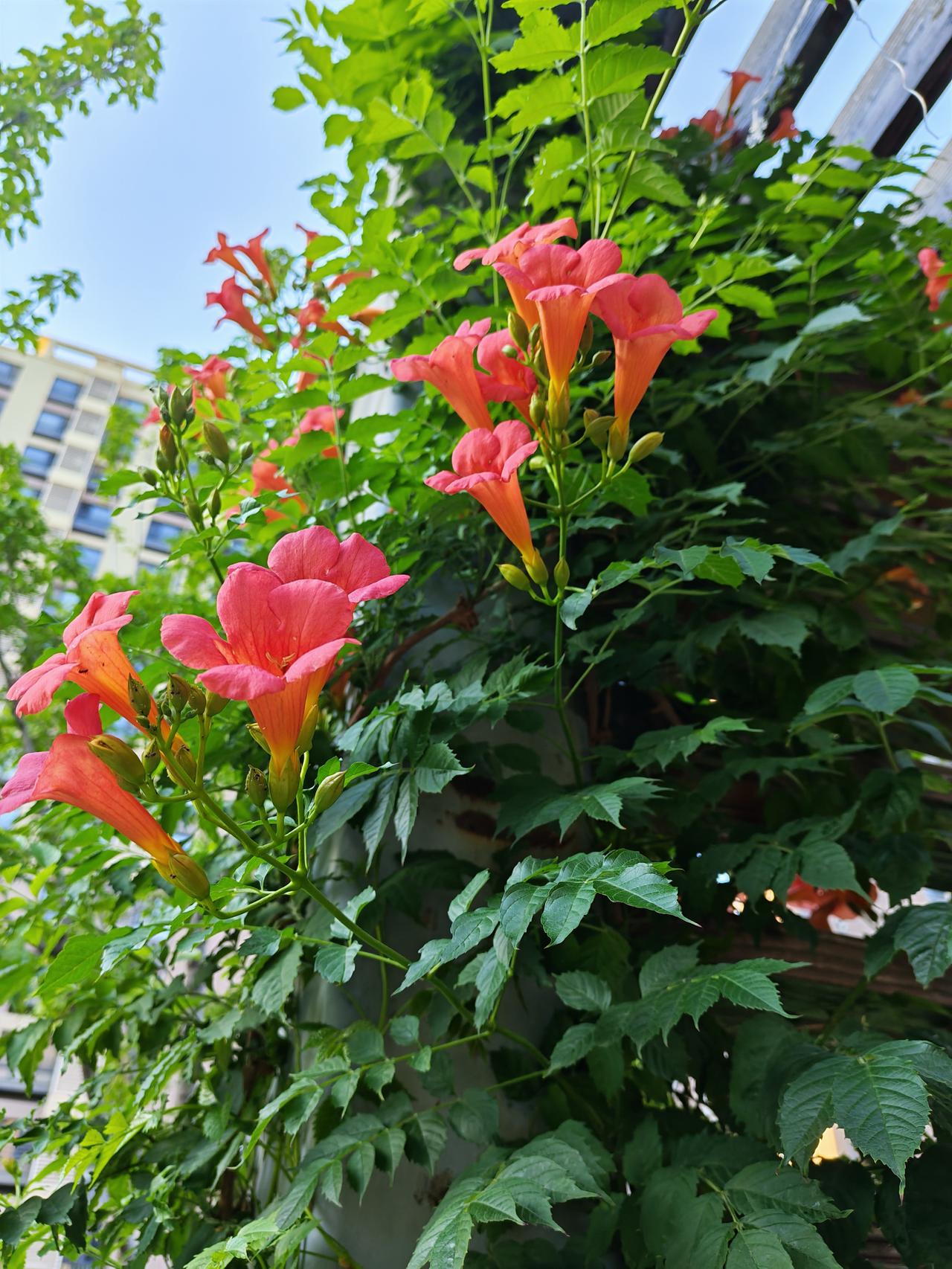 有没有漂亮的花朵图片吗夏日花开